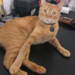🚨 GATINHO DESAPARECIDO 🚨